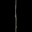 Long Stick